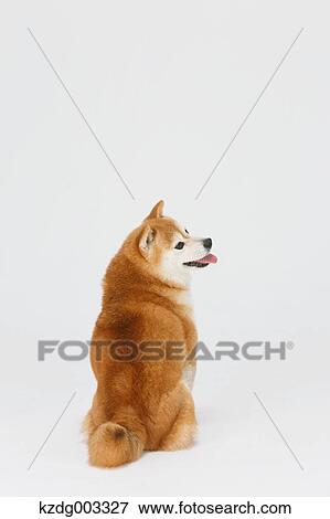 Shiba Inu View Large Photo Image Stock Photo - Shiba Inu. Fotosearch