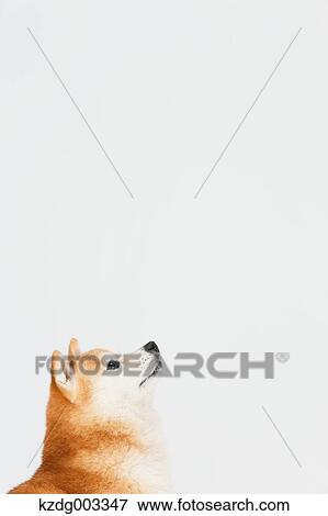 Shiba Inu View Large Photo Image Stock Photo - Shiba Inu. Fotosearch