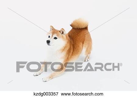 Stock Photo - Shiba Inu. Fotosearch