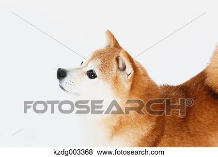 Shiba Inu View Large Photo Image Stock Photo - Shiba Inu. Fotosearch