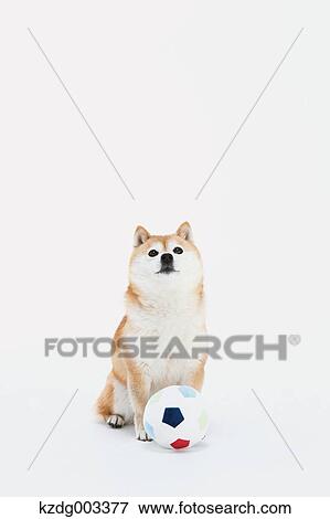 Shiba Inu View Large Photo Image Stock Photo - Shiba Inu. Fotosearch
