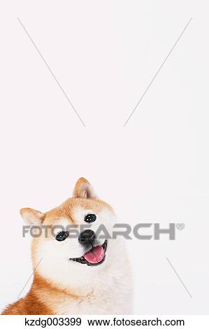 Stock Photo - Shiba Inu. Fotosearch