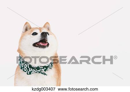 Stock Photo - Shiba Inu. Fotosearch
