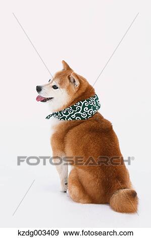Stock Photo - Shiba Inu. Fotosearch