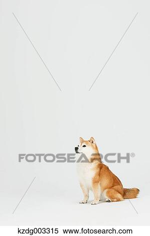 Shiba Inu View Large Photo Image Stock Photography - Shiba Inu. Fotosearch