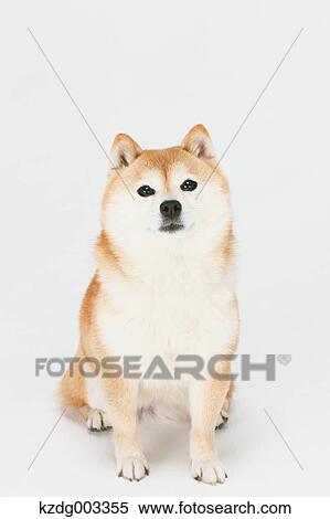 Stock Photography - Shiba Inu. Fotosearch