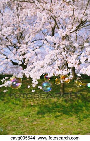 Soap bubbles and cherry blossoms View Large Photo Image Picture - Soap bubbles and cherry blossoms. Fotosearch