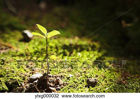 Sprouting leaves View Large Photo Image Stock Image - Sprouting leaves. Fotosearch