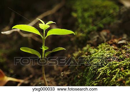 Sprouting leaves View Large Photo Image Stock Image - Sprouting leaves. Fotosearch