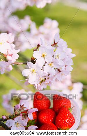 Strawberries and cherry blossoms View Large Photo Image Picture - Strawberries and cherry blossoms. Fotosearch