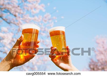 Picture - Toasting with beer under the cherry blossoms. Fotosearch