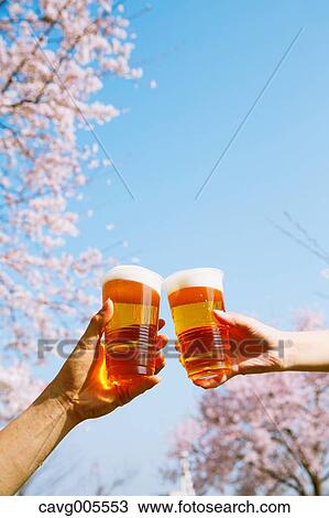 Toasting with beer under the cherry blossoms View Large Photo Image Stock Image - Toasting with beer under the cherry blossoms. Fotosearch