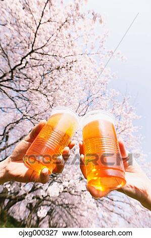 Stock Photo - Toasting with beer under the cherry blossoms. Fotosearch