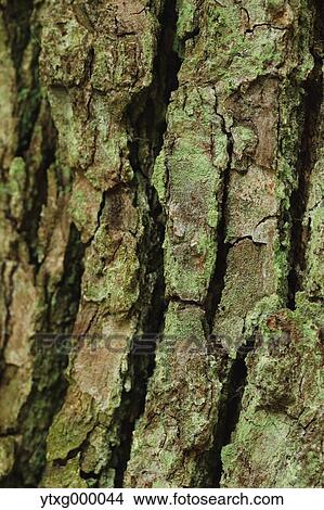 Tree trunk View Large Photo Image Picture - Tree trunk. Fotosearch
