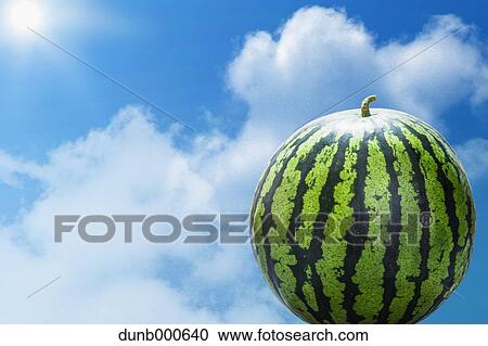 Watermelon View Large Photo Image Stock Image - Watermelon. Fotosearch
