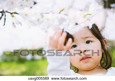 Stock Photo - Young smiling Japanese girl enjoying cherry blossoms in a city park. Fotosearch