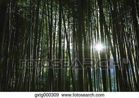 Arashiyama bamboo forest, Kyoto, Japan View Large Photo Image Stock Photo - Arashiyama bamboo forest, Kyoto, Japan. Fotosearch