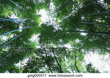 Arashiyama bamboo forest, Kyoto, Japan View Large Photo Image Stock Photo - Arashiyama bamboo forest, Kyoto, Japan. Fotosearch