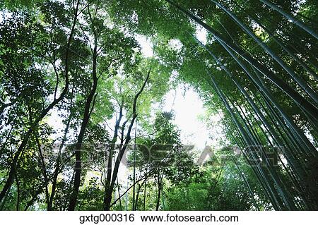 Stock Photograph - Arashiyama bamboo forest, Kyoto, Japan. Fotosearch