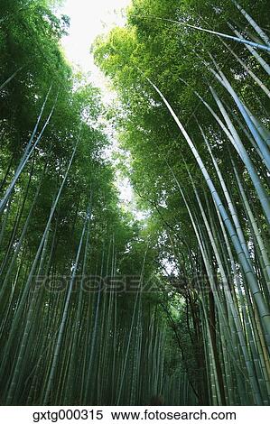 Arashiyama bamboo forest, Kyoto, Japan View Large Photo Image Stock Photography - Arashiyama bamboo forest, Kyoto, Japan. Fotosearch