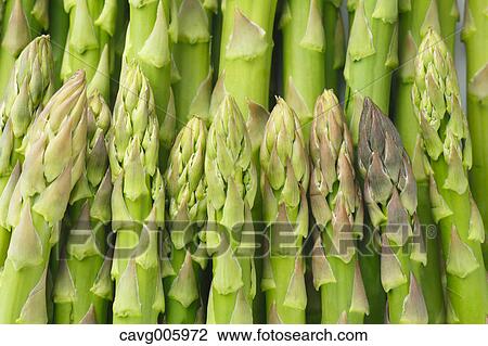 Asparagus View Large Photo Image Stock Image - Asparagus. Fotosearch