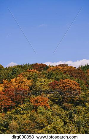 Autumn leaves and blue sky at Sagami Lake, Kanagawa Prefecture, Japan View Large Photo Image Stock Photo - Autumn leaves and blue sky at Sagami Lake, Kanagawa Prefecture, Japan. Fotosearch