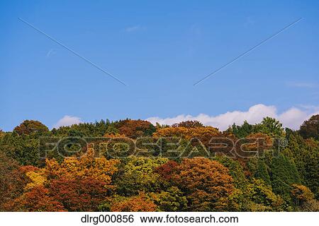Autumn leaves and blue sky at Sagami Lake, Kanagawa Prefecture, Japan View Large Photo Image Stock Photograph - Autumn leaves and blue sky at Sagami Lake, Kanagawa Prefecture, Japan. Fotosearch
