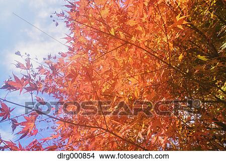 Picture - Autumn leaves at Arakura Sengen Shrine, Yamanashi Prefecture, Japan. Fotosearch