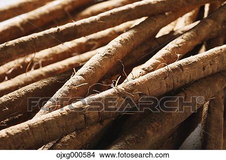 Burdock View Large Photo Image Picture - Burdock. Fotosearch
