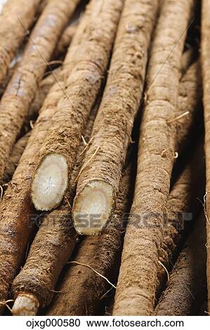 Burdock View Large Photo Image Stock Image - Burdock. Fotosearch