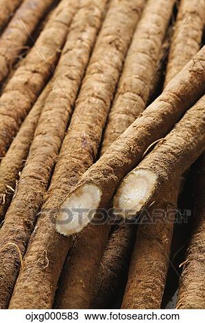 Burdock View Large Photo Image Stock Image - Burdock. Fotosearch