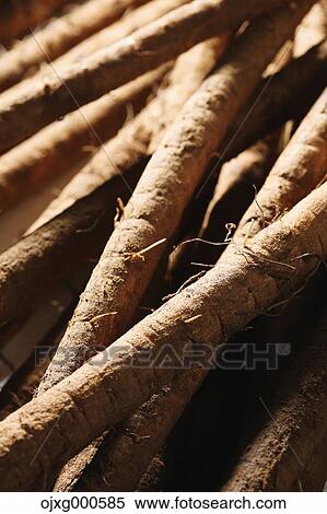 Burdock View Large Photo Image Stock Photography - Burdock. Fotosearch