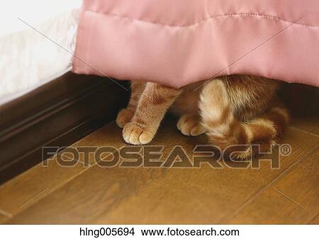 Cat in the house View Large Photo Image Picture - Cat in the house. Fotosearch