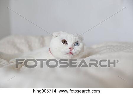 Picture - Cat in the house. Fotosearch