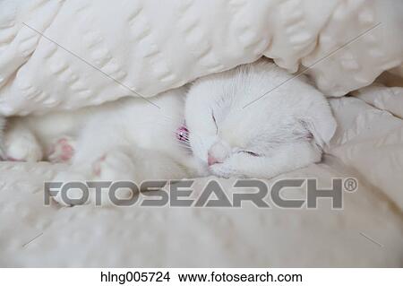 Cat in the house View Large Photo Image Picture - Cat in the house. Fotosearch