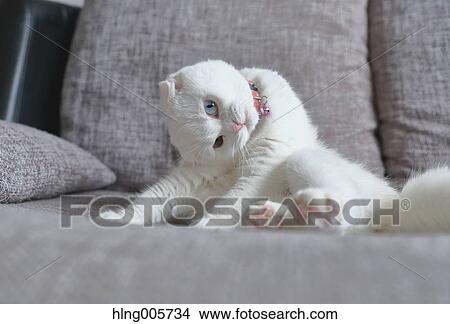 Cat in the house View Large Photo Image Picture - Cat in the house. Fotosearch
