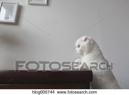 Cat in the house View Large Photo Image Picture - Cat in the house. Fotosearch