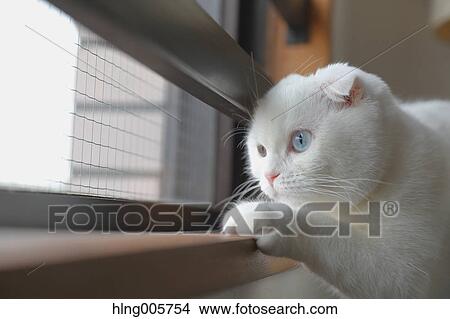 Cat in the house View Large Photo Image Picture - Cat in the house. Fotosearch