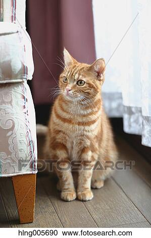 Cat in the house View Large Photo Image Stock Image - Cat in the house. Fotosearch