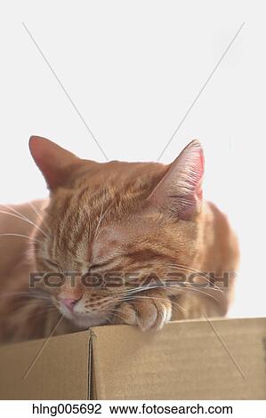 Cat in the house View Large Photo Image Stock Image - Cat in the house. Fotosearch