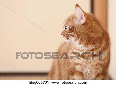 Cat in the house View Large Photo Image Stock Image - Cat in the house. Fotosearch