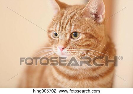 Cat in the house View Large Photo Image Stock Image - Cat in the house. Fotosearch