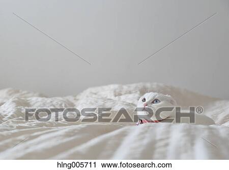 Cat in the house View Large Photo Image Stock Image - Cat in the house. Fotosearch