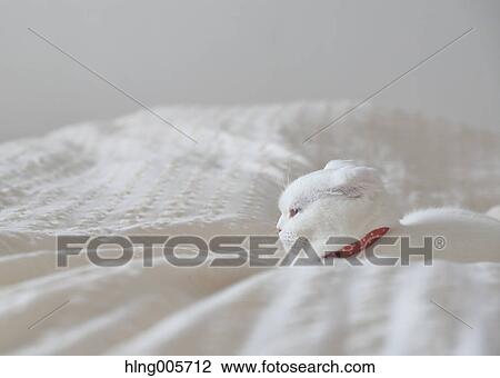 Cat in the house View Large Photo Image Stock Image - Cat in the house. Fotosearch