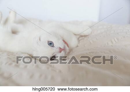 Stock Image - Cat in the house. Fotosearch
