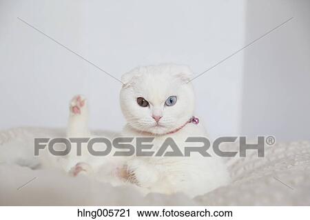 Cat in the house View Large Photo Image Stock Image - Cat in the house. Fotosearch