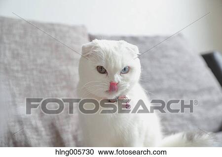 Stock Image - Cat in the house. Fotosearch