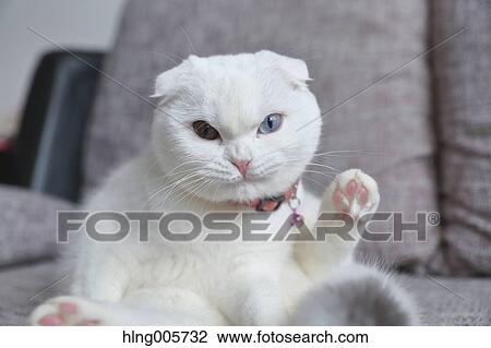 Stock Image - Cat in the house. Fotosearch