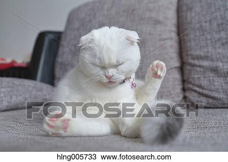Cat in the house View Large Photo Image Stock Image - Cat in the house. Fotosearch