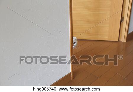 Stock Image - Cat in the house. Fotosearch
